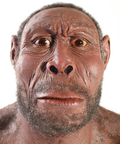 Homo Herctus 1.900.000