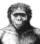 Ausrtralopithecus