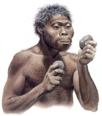 Homo habilis