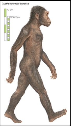 Australopithecus Afarensis