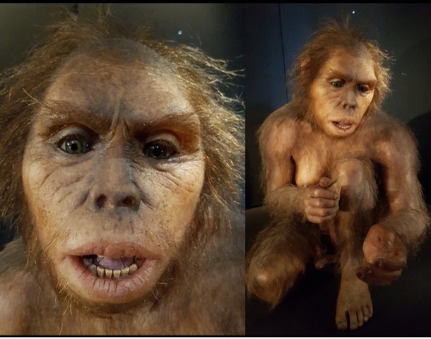 Homo Habilis