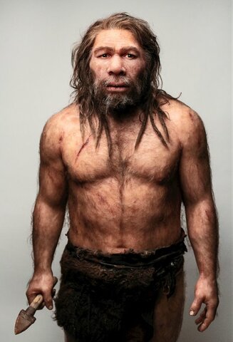 Homo neanderthalensis