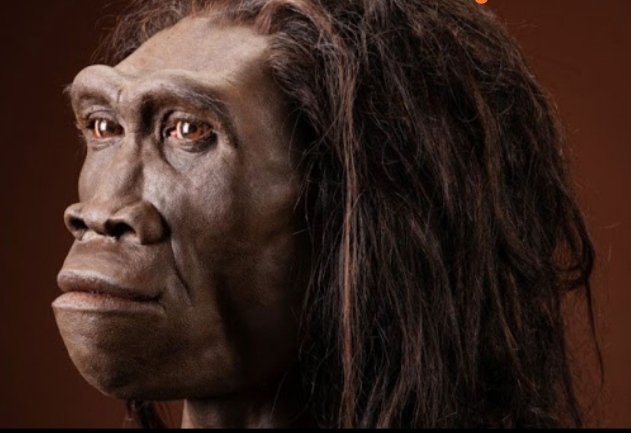 Homo Erectus