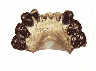 Australopithecus bahrelghazali