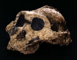 Paranthropus boisei