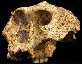 Paranthropus robustus