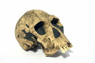 Homo habilis