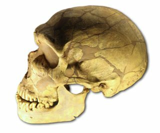 Homo neanderthalensis