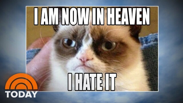 Grumpy Cat Dies