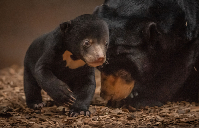First Sun Bear Born in the UK