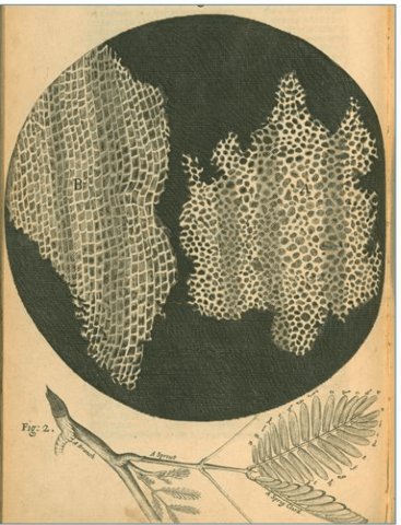 Observation de Anton van Leeuwenhoek