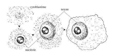 Les cellules selon Anton van Leeuwenhoek