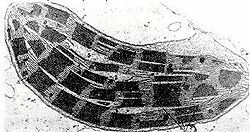 Découverte de Joseph Priestley