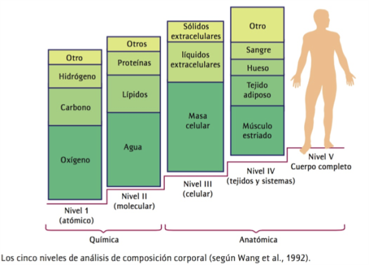 Modelo multicompartimental