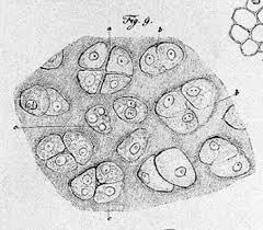 Les noyaux des cellules selon Théodor Schwann