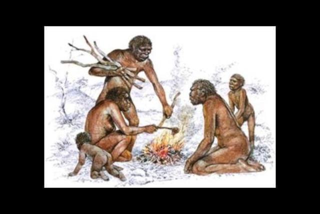 Homo erectus