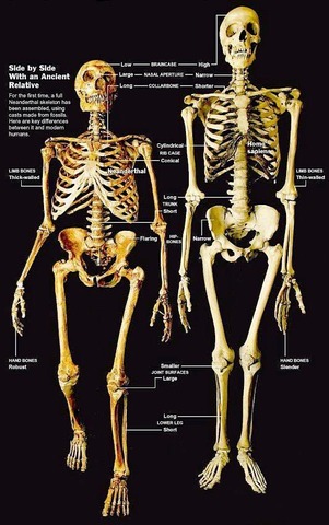 Homo sapien neanderthalensis