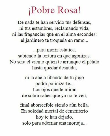 «¡Pobre rosa!»