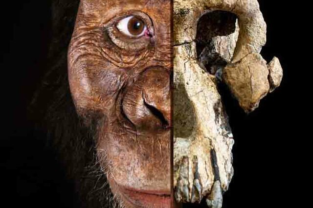 Australopithecus anamensis