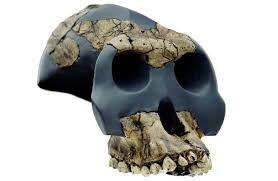 Australopithecus garhi.