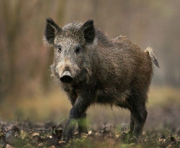 Sus scrofa