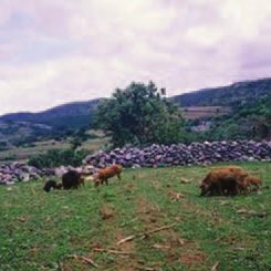 Los Cerdos fueron pastoreados