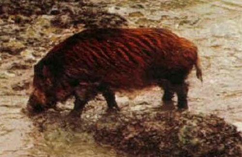 Introducción del cerdo a Brasil