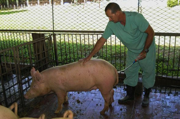 Inseminación Artificial