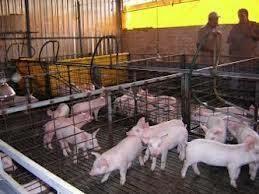 La porcicultura ocupa el tercer lugar en producción total de cárnicos