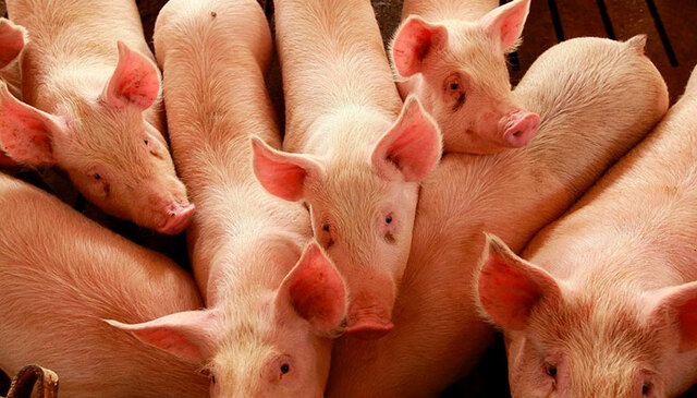 Inicia la porcicultura industrializada