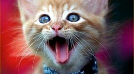 Timeline: k@+!ez timtoast