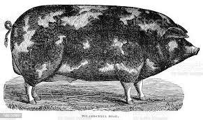 Domesticación de cerdos en China