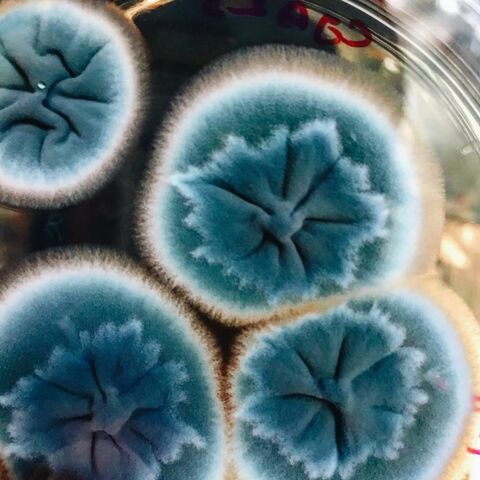 Hongos resistentes a Fungicidas