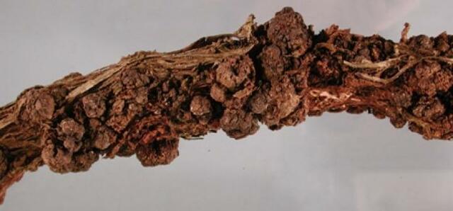 Agrobacterium tumefaciens