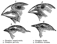 Teoría de la selección natural.