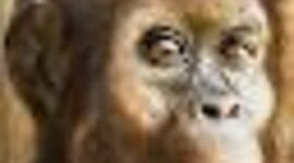 Timeline: Early Hominids