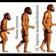 Evolucion del hombre