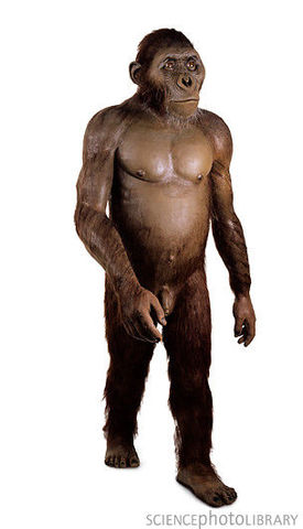 australopisus aferensis