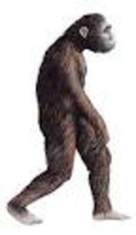Australopithecus Afarensis