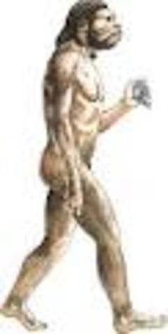 Homo Erectus