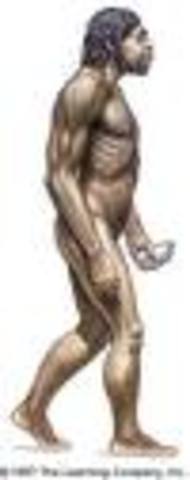 Homo Sapiens Neanderthalensis