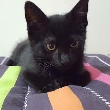 Vaig adoptar a la meva gata Suki