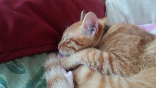 EM VAN DONAR AL MEU GAT