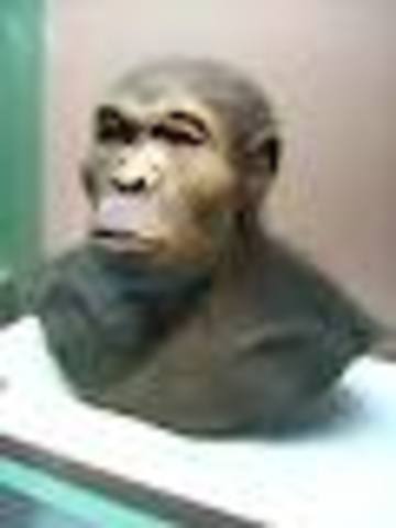 Homo Habilis