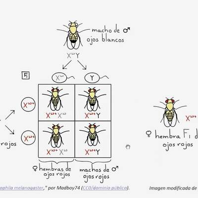 Timeline: Thomas Hunt Morgan y las moscas de la fruta