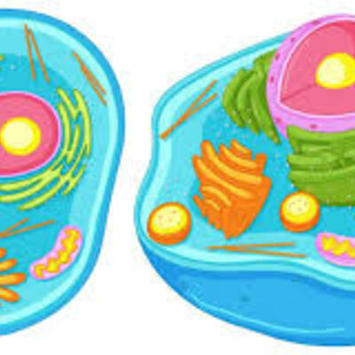 Timeline: Aportes sobre el conocimiento de la célula.