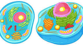 Timeline: Aportes sobre el conocimiento de la célula.