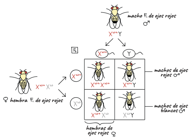 Paso 2 para el Descubrimiento