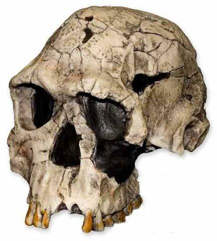 Homo habilis