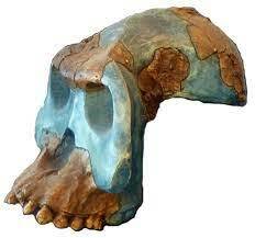 Australopithecus garhi